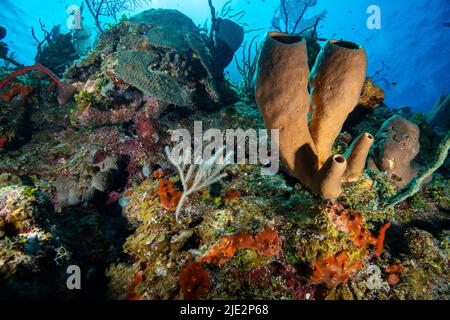 Unterwasserlandschaft und Meeresschwamm auf Little Cayman in der Karibik Stockfoto