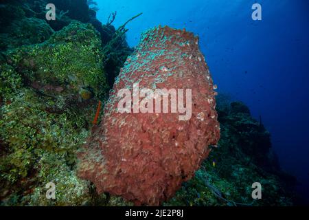 Unterwasserlandschaft und Barrel-Meeresschwamm auf Little Cayman Stockfoto