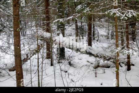 Überreste eines gefallenen Baumstamms, der in einem Winterwald mit Schnee bedeckt ist Stockfoto