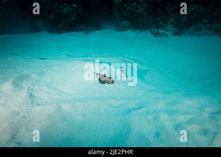 Southern Stingray, begraben am Boden des Ozeans auf Little Cayman Island in der Karibik. Stockfoto