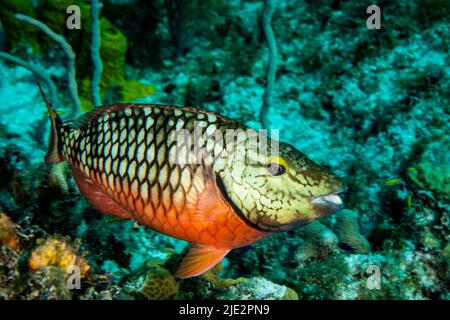 Papageienfische schwimmen über dem Korallenriff auf Little Cayman Island in der Karibik Stockfoto