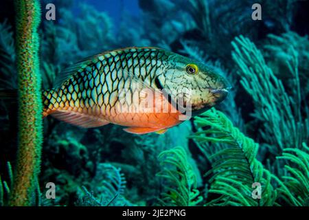 Papageienfische schwimmen über dem Korallenriff auf Little Cayman Island in der Karibik Stockfoto