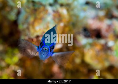 Blue Chromis am Korallenriff auf Little Cayman Island in der Karibik Stockfoto