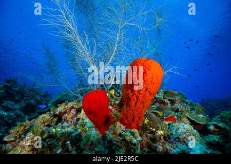 Unterwasserlandschaft und Meeresschwamm auf Little Cayman in der Karibik Stockfoto