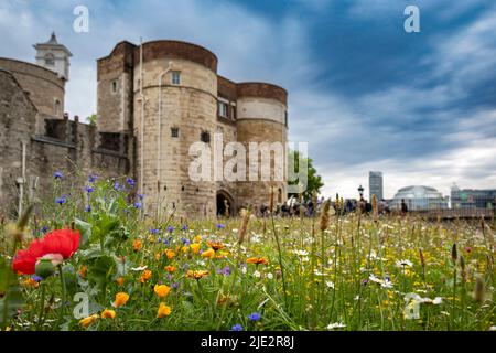 Sommer-Wildblumen-„Superbloom“-Ausstellung im Graben am Tower of London, England, zur Feier des Platin-Jubiläumsjahres von HM the Queen. Stockfoto