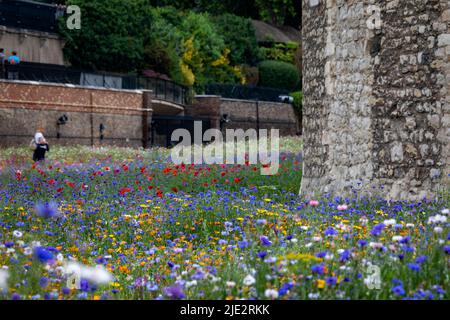 Sommer-Wildblumen-„Superbloom“-Ausstellung im Graben am Tower of London, England, zur Feier des Platin-Jubiläumsjahres von HM the Queen. Stockfoto