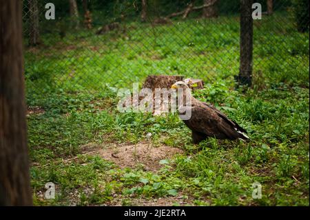 Griffon auf einem Hintergrund im Wald Stockfoto