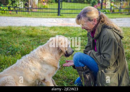 Beige Senior Golden Retriever gibt ihrer Besitzerin Pfote Stockfoto