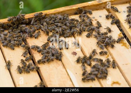 Offener Bienenstock und viele Bienen auf den Rahmen an einem sonnigen Sommertag in einem Bienenhaus. Imkereikonzept Bild. Nahaufnahme, selektiver Fokus Stockfoto