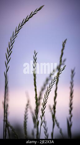 Grashalme, die im Sonnenlicht, im Frühling, Sommer oder im Herbst zu Samen gegangen sind, Lancaster, Pennsylvania Stockfoto