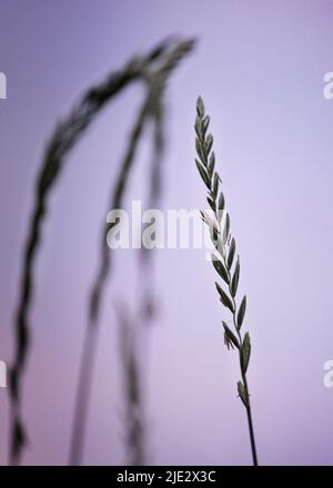 Grashalme, die im Sonnenlicht, im Frühling, Sommer oder im Herbst zu Samen gegangen sind, Lancaster, Pennsylvania Stockfoto