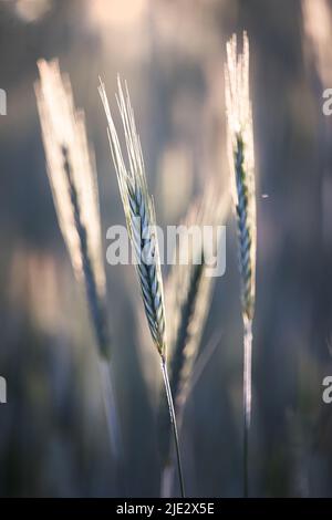 Grashalme, die im Sonnenlicht, im Frühling, Sommer oder im Herbst zu Samen gegangen sind, Lancaster, Pennsylvania Stockfoto