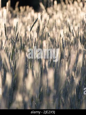 Grashalme, die im Sonnenlicht, im Frühling, Sommer oder im Herbst zu Samen gegangen sind, Lancaster, Pennsylvania Stockfoto