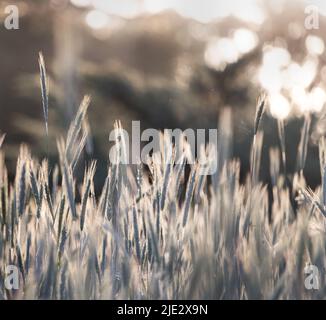 Grashalme, die im Sonnenlicht, im Frühling, Sommer oder im Herbst zu Samen gegangen sind, Lancaster, Pennsylvania Stockfoto