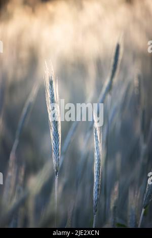 Grashalme, die im Sonnenlicht, im Frühling, Sommer oder im Herbst zu Samen gegangen sind, Lancaster, Pennsylvania Stockfoto