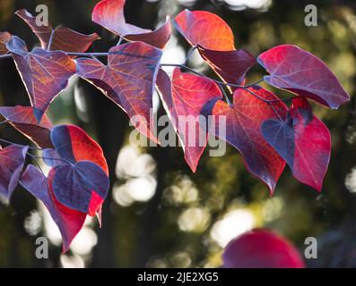 Burgundy Merlot Redbud Leaves, Cercis canadensis, hängend an einem Zweig in der Sonne, im Frühling oder Sommer, Lancaster County, Pennsylvania Stockfoto