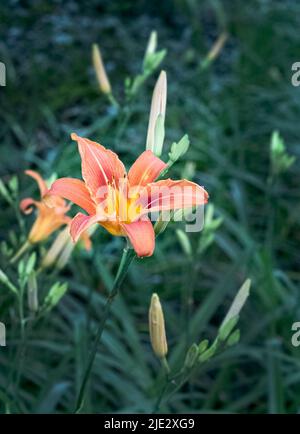 Eine orangefarbene Tageslilie oder Tigerlilie, Lilium lancifolium, die im strahlenden Sonnenlicht auf einem verschwommenen grünen Hintergrund leuchtet, Frühling, Sommer, Pennsylvania Stockfoto