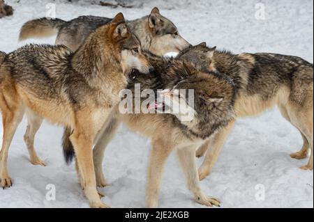 Grauer Wolf (Canis lupus) schnarrt und zeigt Packmate in Huddle Winter Zunge - Captive Animals Stockfoto