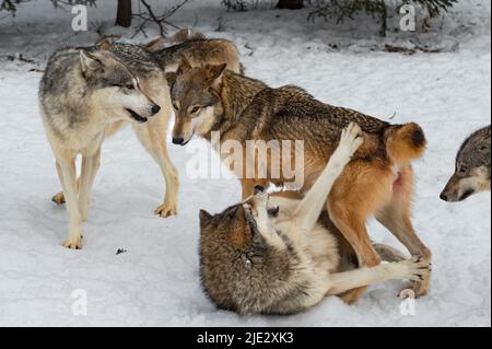 Grauer Wolf (Canis lupus), der von Packmate Snarls and Paws Winter auf dem Boden festgeklemmt wird - Gefangene Tiere Stockfoto