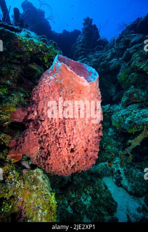 Unterwasserlandschaft und Barrel-Meeresschwamm auf Little Cayman Stockfoto