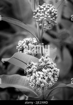 Schwarz-weißes Bild von drei Trauben von Milchblüten, Asclepias, mit Blättern, Frühling oder Sommer, Lancaster County, Pennsylvania Stockfoto