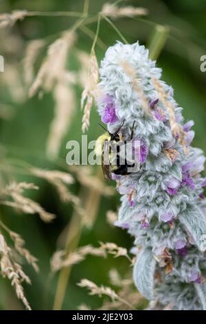 Lammohr blüht auf Vertikalmastern, Stachys byzantina, mit Hummel, die Nektar zurückholen, Spring, Lancaster, Pennsylvania Stockfoto