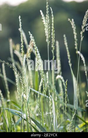 Grashalme, die im Sonnenlicht, im Frühling, Sommer oder im Herbst zu Samen gegangen sind, Lancaster, Pennsylvania Stockfoto