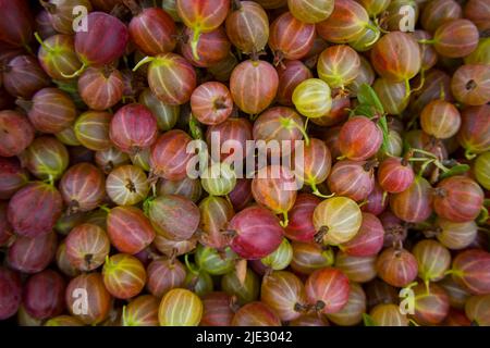 Viele reife Stachelbeeren. Sommerbeeren. Stockfoto
