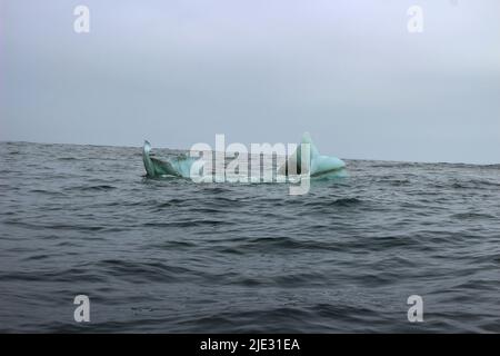 Welle krachend gegen kleine Eisberge, die im Meer schweben Stockfoto