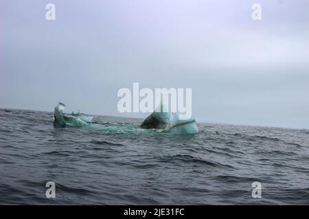 Welle krachend gegen kleine Eisberge, die im Meer schweben Stockfoto
