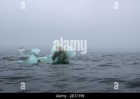 Welle krachend gegen kleine Eisberge, die im Meer schweben Stockfoto