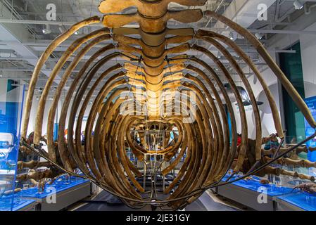 Ottawa, Kanada - 17 2022. April: Das immense Skelett des Wals wurde im kanadischen Naturmuseum ausgestellt Stockfoto