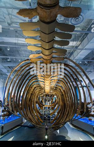 Ottawa, Kanada - 17 2022. April: Das immense Skelett des Wals wurde im kanadischen Naturmuseum ausgestellt Stockfoto