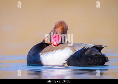 Männliche Rotkrebspelzente Netta rufina Wasservögel, die im Wasser Futter. Farbenfrohe und sonnige Tage, niedrige Sicht. Stockfoto