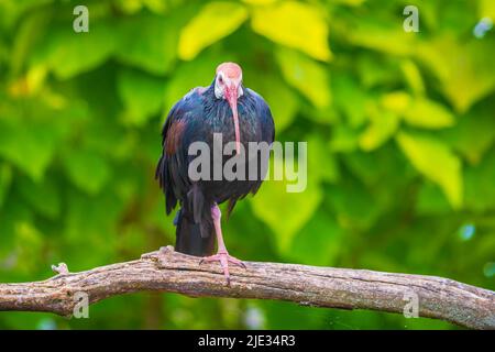 Nahaufnahme eines in einem Baum thronenden südbalzen Ibis Geronticus calvus Stockfoto