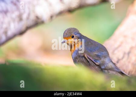 Europäischer Rotkehlchen Erithacus rubecula thront während der Paarungssaison im Frühling in Sonnenstrahlen. Stockfoto