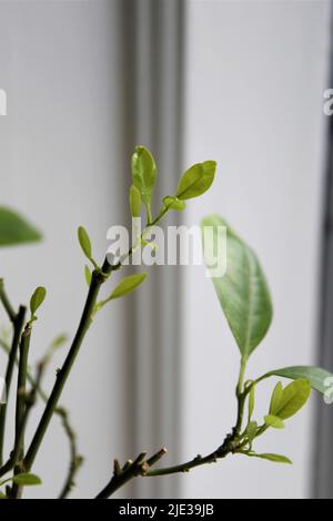 Calamondin orange Baum. Nahaufnahme von neuen Wachstumsblättern, die aus alten Zweigen sprießen. Die Blätter sind grün, mit braunen Ästen, isoliert auf weiß. Stockfoto