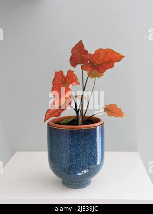 Caladium-rote Flamme auf einem weißen Regal isoliert vor grauem Hintergrund. Die Blätter sind rot mit grünen Adern und Stielen. Der Pflanzentopf ist aus blauer Keramik. Stockfoto