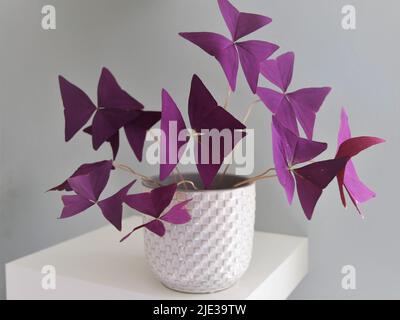 Purple Oxalis triangularis Hauspflanze, allgemein bekannt als falscher Kleeblatt, in einem weißen Topf auf einem weißen Regal. Ausrichtung im Querformat. Stockfoto