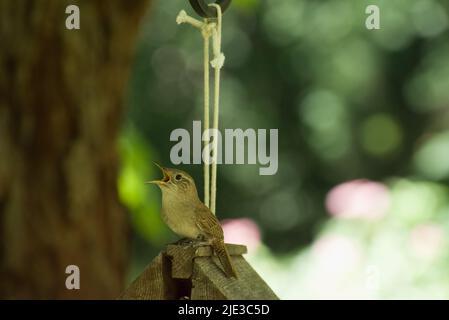 Male House Wren singt auf dem Vogelhaus sitzend Stockfoto