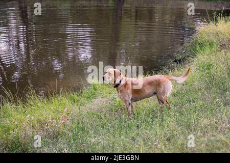 Ein gelber Labrador Retriever wartet darauf, den Ball zu jagen und in einem Teich zu schwimmen. Stockfoto