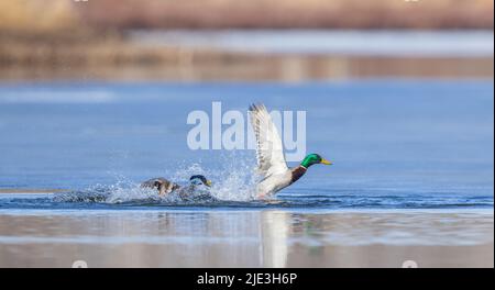 Drake Stockards im Norden von Wisconsin. Stockfoto