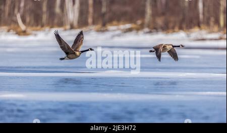 Kanadagänse fliegen über einen gefrorenen See im Norden von Wisconsin. Stockfoto