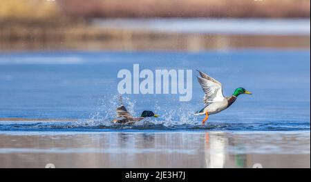 Drake Stockards im Norden von Wisconsin. Stockfoto