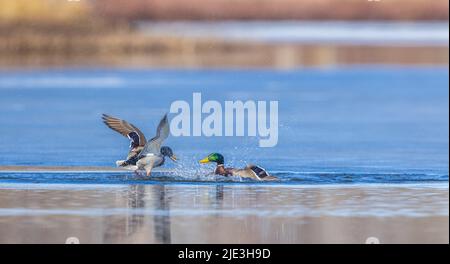 Drake Stockards im Norden von Wisconsin. Stockfoto