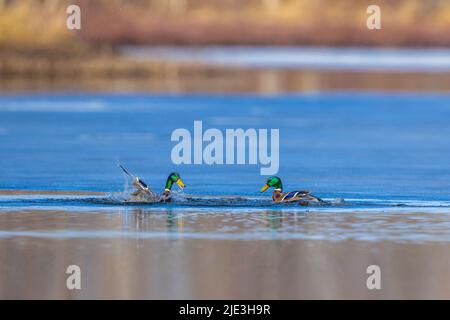 Drake Stockards im Norden von Wisconsin. Stockfoto