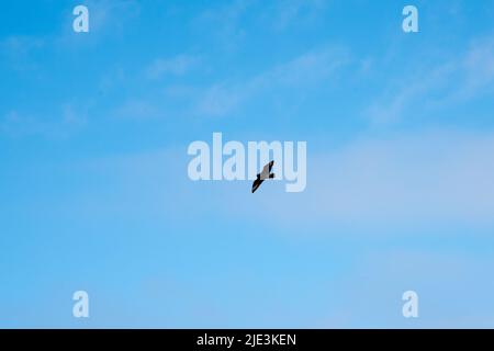 Große Skua fliegen am Himmel vor der Insel Runde an der Westküste Norwegens im Norwegischen Meer. Stockfoto