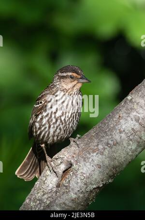 Eine Erwachsene weibliche Rotflügelamsel (Agelaius phoeniceus) in einem Park in Ontario, Kanada Stockfoto