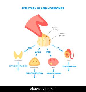 Hormone der Hypophyse, Illustration. Stockfoto