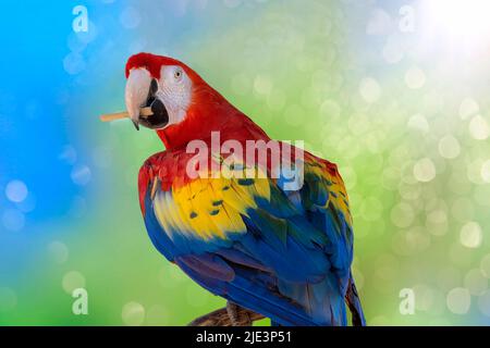 Farbenfrohes Ara-Portrait mit einem Stock im Schnabel. Bokeh unscharfer Hintergrund. Stockfoto